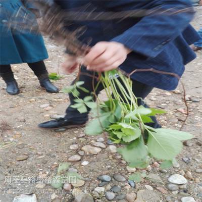 朔州哪卖爬山虎 岩石矿山遮绿效果好