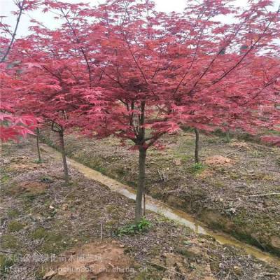 苗圃供应1-10公分中国红枫 原生苗 移植苗都有标准土球