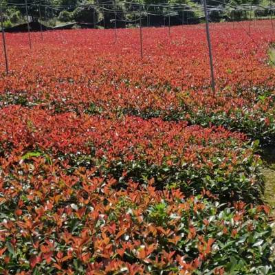 红叶石楠 绿化用苗 园林工程 苗圃出售 行道树 筑山园林