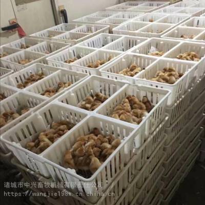 拉鸡苗用的塑料箱 蛋鸡苗周转筐 装小鸡的塑料筐