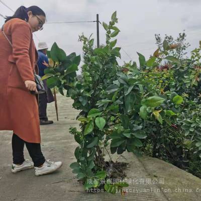 玫瑰海棠条子，小苗子玫瑰海棠产地***供应，贴梗海棠的一种