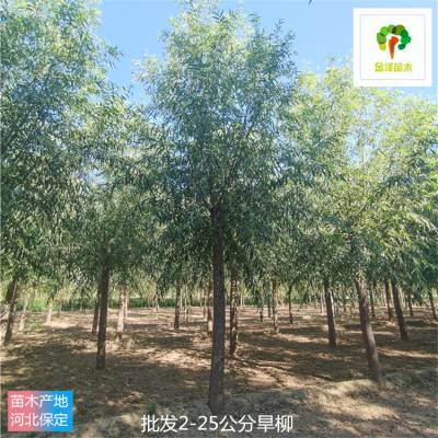 旱柳基地 远销四川达州 根系好 带球直发