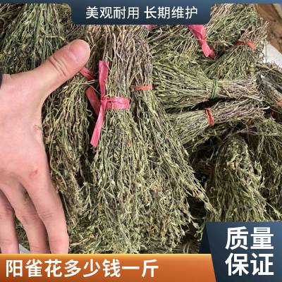 中药材金雀花 阳雀花 金雀根 当季新货 无硫 烘干品质