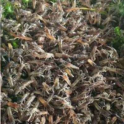 厂家批发澳州青龙 红螯螯虾厂家 四脊光壳螫虾供应商