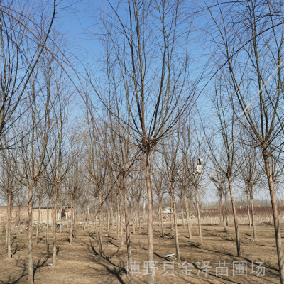 树苗厂家 出售柳树 提供种植技术 指导栽培