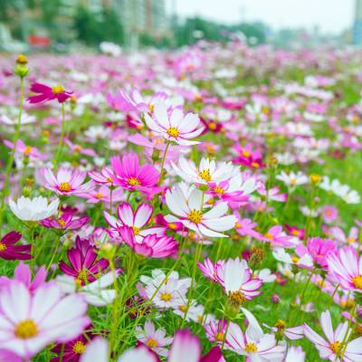 广西南宁波斯菊种子多年生耐热耐旱格桑花花卉花种