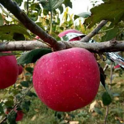 吉林红肉苹果苗 青森水蜜桃苹果树苗 矮化根系密植