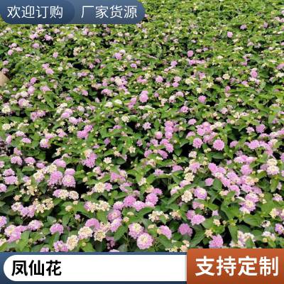 凤仙花 时令草花 花期长 适合花坛花镜租摆 生产基地