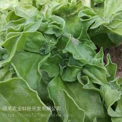 冰菜种子 冰草菜 盆栽蔬菜苗 野菜种子