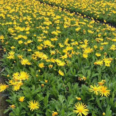 大量出售木春菊 庭院道路 公园小区观赏花卉