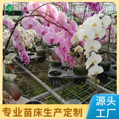 航迪 育苗种植架 温室大棚培育苗床 活动栽培架 按需定制 实体厂家