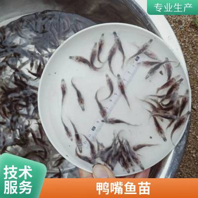 港发水产抗病力强 鸭嘴鱼苗 存活***快速发货 存活*** 产量好 包品质