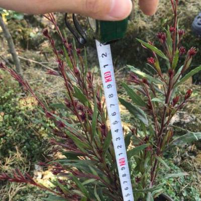 大量出售高度30厘米的山桃草工程苗，以及红叶的基地