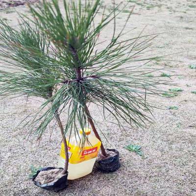 湿地松苗批发湿地松小苗湿地松苗木价格湿地松袋苗林之源