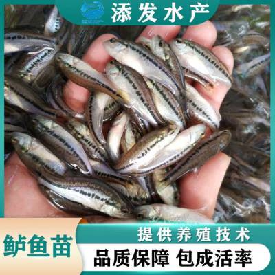  ʻں 泡ֱ ۺָ ɷ