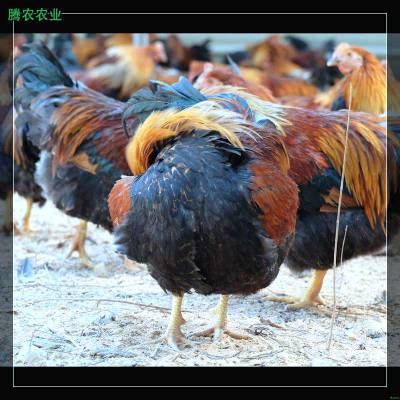 兴城青脚麻鸡进货渠道腾农广州市八月生鲜鸡齐齐哈尔生鲜分割鸡厂家