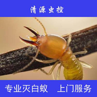 丹阳清源白蚁公司提醒：春天预防白蚁要注意什么？