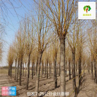 金丝柳 远销青海果洛 树大型好 长期出售