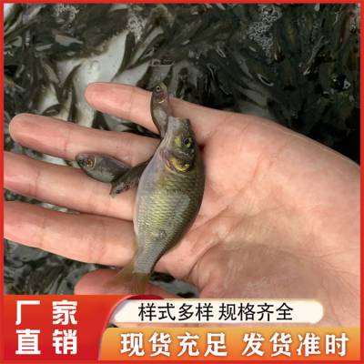 禾花鲤鱼苗 淡水人工养殖 水产基地直供 抗病力强 全国供应