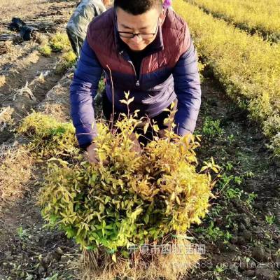 辽宁东北供应榆树 金叶榆 金叶垂榆 绿叶垂榆规格齐全
