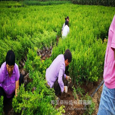 高山黄杨繁育基地 陕西陕北甘肃西北苗木供应商