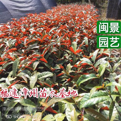 红背桂 红背桂花 高25-40 福建漳州闽景园艺场