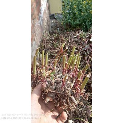 芍药种植密度，芍药芽种植要点，粗径3cm，价格低