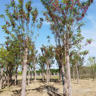 十公分香花槐 远销云南丽江 易成活 基地现挖