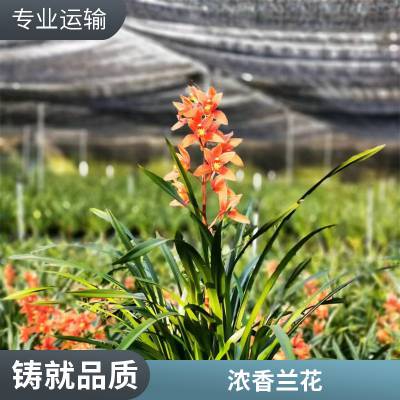 燎伯兰业 种类丰富室内绿植花 建兰醉美人 办公室桌面植物摆放