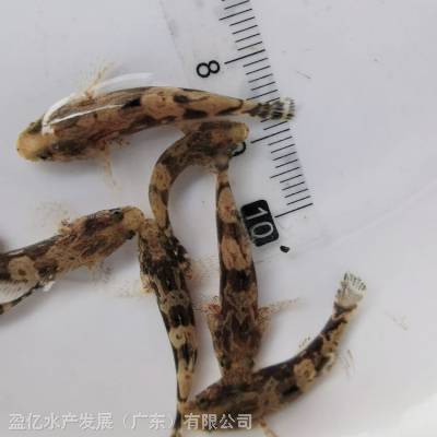 烟台招远【2021热卖2-3cm】笋壳鱼苗