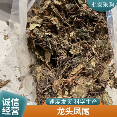 猫耳朵中药材 原材料天然猫耳草新货冷背药材获证堂