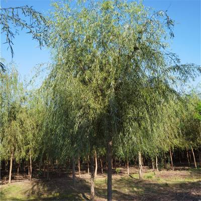 绿化苗木十五公分垂柳广东发帽垂柳大冠幅