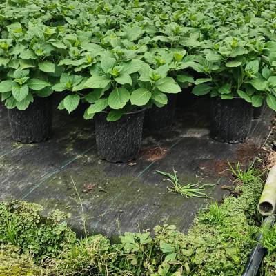 大花绣球 直立圆锥绣球花 别墅庭院带花花镜植物 花朵硕大