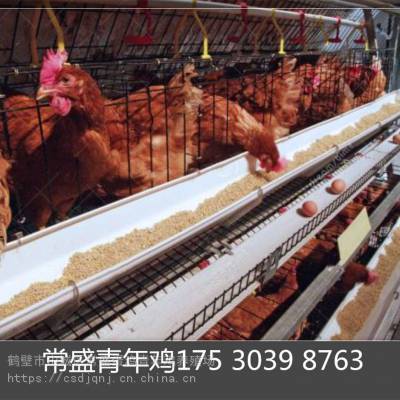 鹤壁市常盛禽业教你避免夏季高温死鸡 夏天养鸡防暑降温
