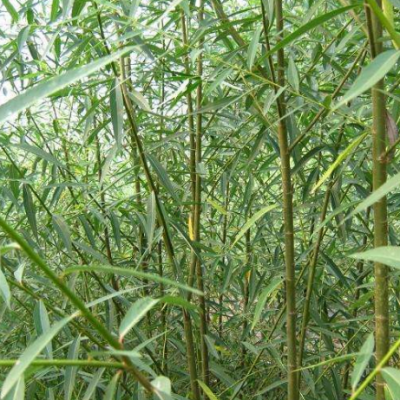 红竹柳树苗_苹果树苗_李子树苗_皂角树苗–【吉林省天辅健商贸有限