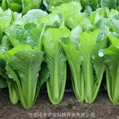 青梗小白菜种子四季播农家蔬菜种籽小青菜种子阳台盆栽速生青菜