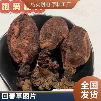 顶天柱中药材新货 无硫干品鹿仙草原材料药材