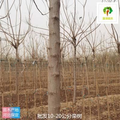 重庆栾树苗木供应 15公分栾树 优良树种 根系好 苗圃供应