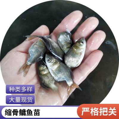 鱼苗 缩骨大头鱼苗 红罗非鱼 丁贵鱼苗量大优惠 成活***