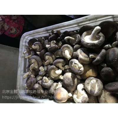 Բ㹽