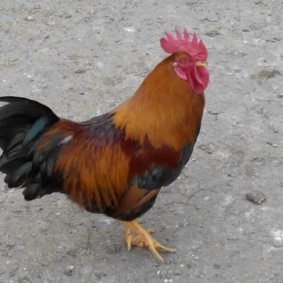 温氏麻七鸡苗新麻六鸡苗麻鸡苗批发麻鸡公鸡苗价格麻六肉鸡市场行情