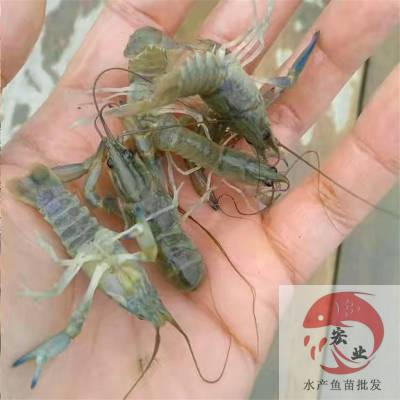 阳江市品种齐全龙虾苗批发 龙虾苗