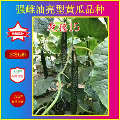 乾德15、越冬油亮型黄瓜种子、耐寒性好、不封头、产量高、抗病性好