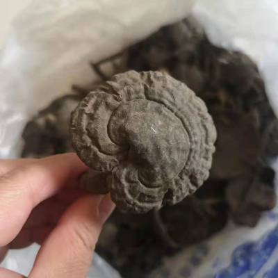 六顺堂 血灵芝 棺材菌 牛樟芝 皂角菌 羊肚菌 赤灵芝 桑黄***