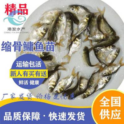 大量供应缩骨大头鱼苗 缩骨鳙鱼苗便宜 *** 苗场直接发货