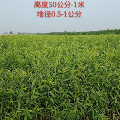 2019年培育种植1年生2年生毛桃苗60万株 毛桃苗数量大价格低