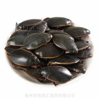 水鳖虫图片 供应中药材水龟子