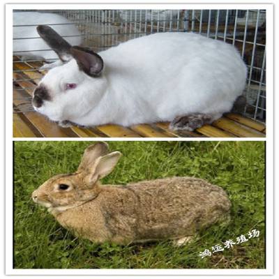伊普吕种兔子简介,养兔子