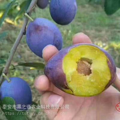 硢˹̹Ʒô
