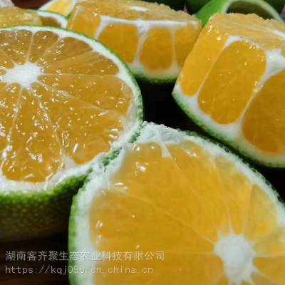 水果生鲜微商电商代理***云南蜜桔，色泽艳丽、皮薄易剥，香气浓烈，口感酸酸甜甜，客齐聚水果生鲜批发零售